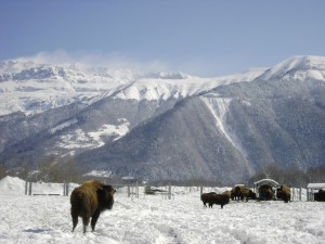 bisons-montagne-auvergne-rhônes-alpes